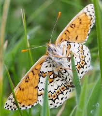 Attēlu rezultāti vaicājumam “Melitaea cinxia underside”