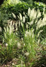 Attēlu rezultāti vaicājumam “Calamagrostis arundinacea”