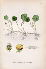 Attēlu rezultāti vaicājumam “Hydrocotyle vulgaris flower”