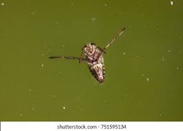 Attēlu rezultāti vaicājumam “Notonecta glauca”