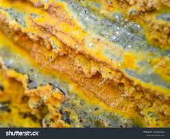 Attēlu rezultāti vaicājumam “Phlebia centrifuga”