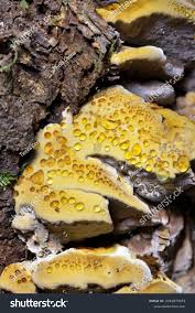 Attēlu rezultāti vaicājumam “Inonotus radiatus”