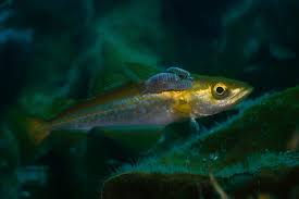 Image result for Pollachius pollachius