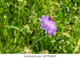 Image result for Knautia arvensis