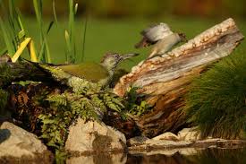 Attēlu rezultāti vaicājumam “Picus viridis nest”
