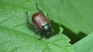 Attēlu rezultāti vaicājumam “Phyllopertha horticola imago”