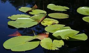 Attēlu rezultāti vaicājumam “Nymphaea alba”