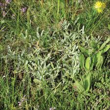 Attēlu rezultāti vaicājumam “Platyptilia gonodactyla imago”