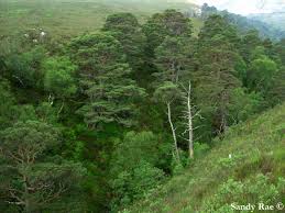 Attēlu rezultāti vaicājumam “Pinus sylvestris var. turfosa”