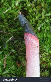 Attēlu rezultāti vaicājumam “Mutinus ravenelii”