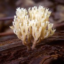 Attēlu rezultāti vaicājumam “Clavicorona pyxidata”