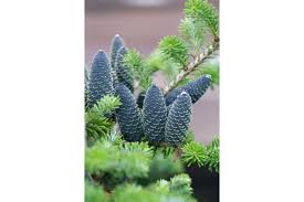 Attēlu rezultāti vaicājumam “Abies veitchii”