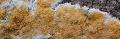 Attēlu rezultāti vaicājumam “Leucogyrophana sororia”