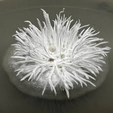 Attēlu rezultāti vaicājumam “Urocystis anemones spores”