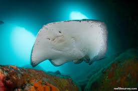 Image result for Bathytoshia brevicaudata