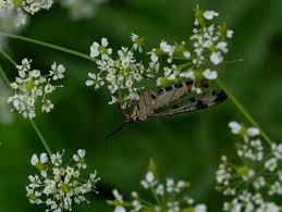 Image result for Chaerophyllum aureum