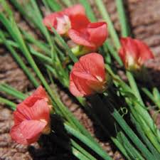 Attēlu rezultāti vaicājumam “Lathyrus sylvestris bud”