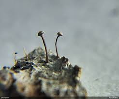 Attēlu rezultāti vaicājumam “Sclerophora farinacea”