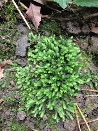 Attēlu rezultāti vaicājumam “Dicranales”