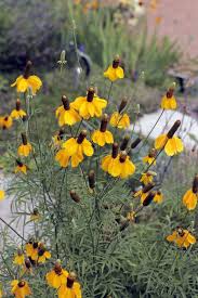 Image result for Ratibida columnifera