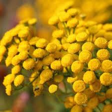 Image result for Tanacetum parthenium