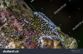 Attēlu rezultāti vaicājumam “Didymium sp.”