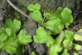 Attēlu rezultāti vaicājumam “Ricciocarpos natans”