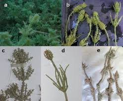 Attēlu rezultāti vaicājumam “Chara polyacantha”