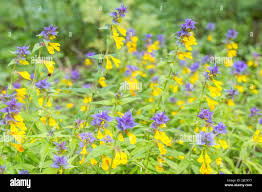 Attēlu rezultāti vaicājumam “Melampyrum nemorosum leaf”