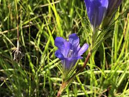 Attēlu rezultāti vaicājumam “Gentiana pneumonanthe flower”