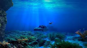 Image result for Splash Divers Sub Sub Aqua Club