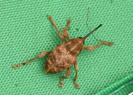 Attēlu rezultāti vaicājumam “Curculio venosus”