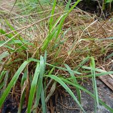 Attēlu rezultāti vaicājumam “Anthoxanthum odoratum”
