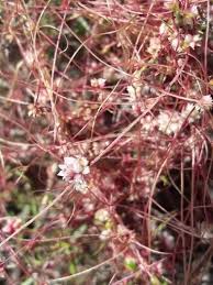 Attēlu rezultāti vaicājumam “Cuscuta epithymum subsp. trifolii flower”