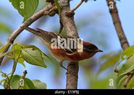 Image result for Dendroica castanea