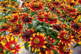 Image result for Rudbeckia Paradisio