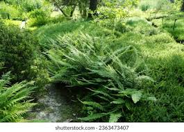 Attēlu rezultāti vaicājumam “Dryopteris dilatata”