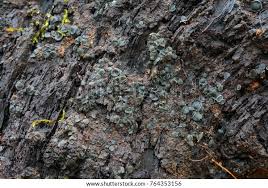 Attēlu rezultāti vaicājumam “Mollisia cinerea”