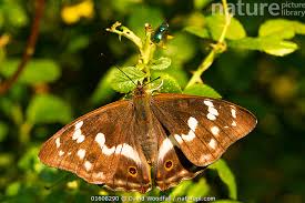 Attēlu rezultāti vaicājumam “Apatura iris female”