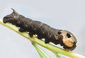 Attēlu rezultāti vaicājumam “Deilephila elpenor larva”