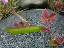 Attēlu rezultāti vaicājumam “Vicia lathyroides leaf”