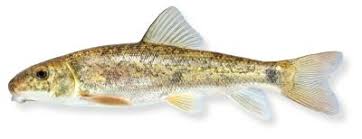 Image result for Catostomus commersonii