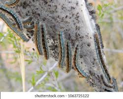 Attēlu rezultāti vaicājumam “Malacosoma castrensis larva”
