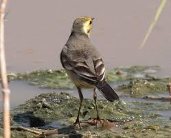 Attēlu rezultāti vaicājumam “Motacilla citreola male”