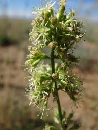 Attēlu rezultāti vaicājumam “Silene borysthenica”