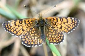 Attēlu rezultāti vaicājumam “Melitaea cinxia”