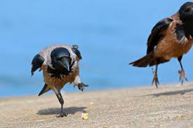 Attēlu rezultāti vaicājumam “Corvus cornix”