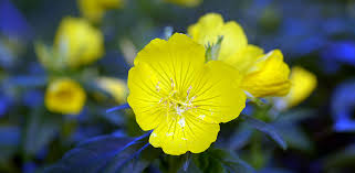 Image result for Nachtkerze