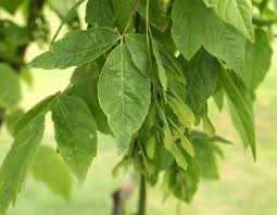 Attēlu rezultāti vaicājumam “Acer negundo fruit”