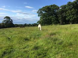 Image result for Dalkeith Park Equestrian Club